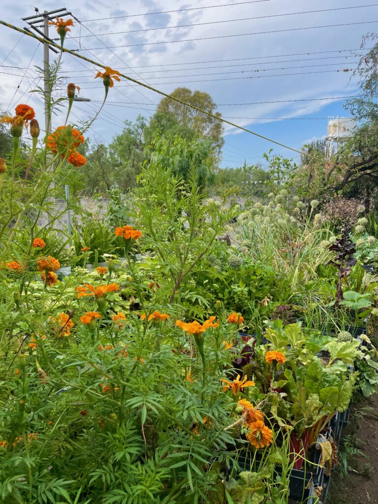 a large overgrown garden of arugula, squash and marigolds