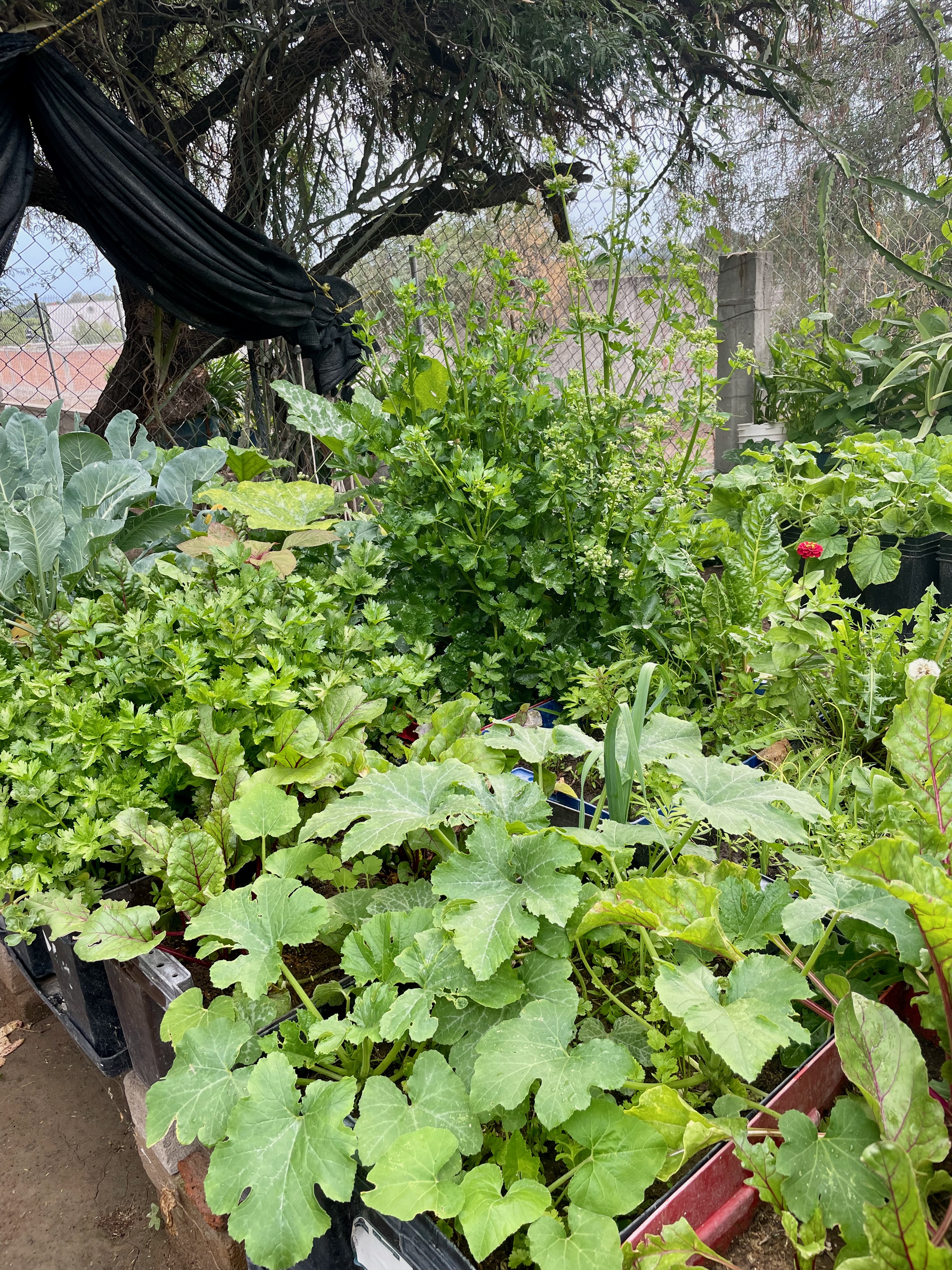 a large overgrown garden of arugula, squash and a large oak tree in the background